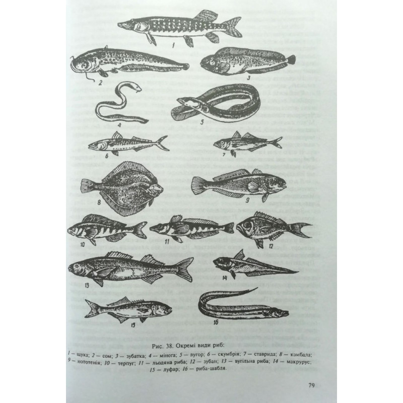 Українська кухня - В.С. Доцяк (Твердий)